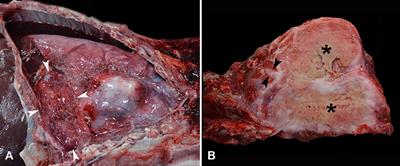 Case Report: Pulmonary Conidiobolomycosis in a Vietnamese Pot-Bellied Pig